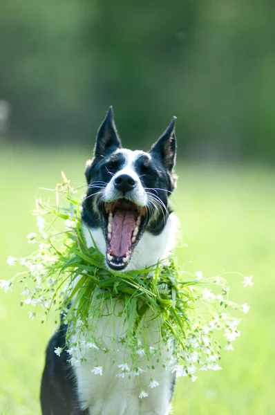 Misto raça cão retrato ao ar livre — Fotografia de Stock