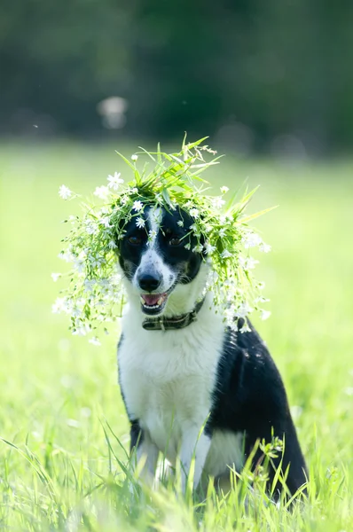 Misto raça cão retrato ao ar livre — Fotografia de Stock