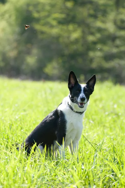 Portrait de chien de race mixte extérieur — Photo