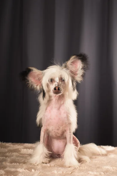 Retrato de perro de cresta china en estudio — Foto de Stock