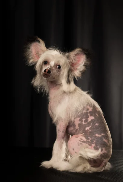 Retrato de perro de cresta china en estudio —  Fotos de Stock