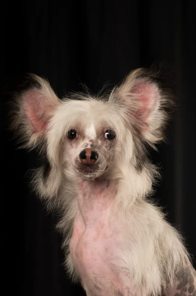 Chinese crested dog portrait in studio — Stock Photo, Image