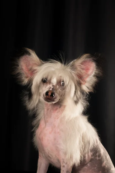 Chinese crested dog portrait in studio — Stock Photo, Image