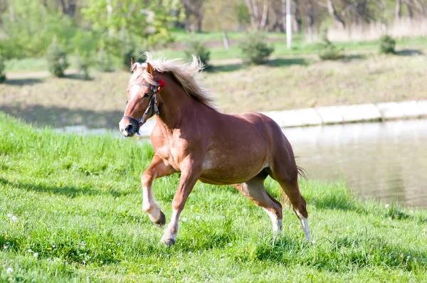 Cavalo correndo retrato ao ar livre — Fotografia de Stock