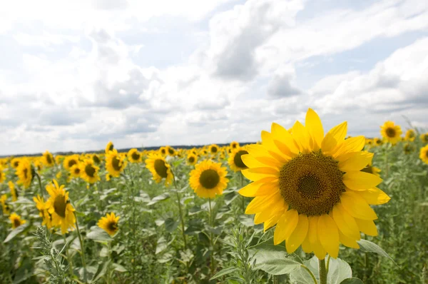 Sunflowers field and one on front — Stock Photo, Image