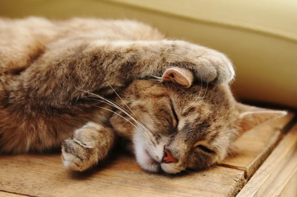 Cute sleeping cat portrait — Stock Photo, Image