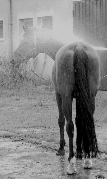 Foto en blanco y negro de caballo en la ducha — Foto de Stock