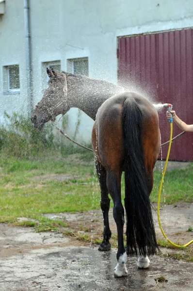 Lavagem de cavalo — Fotografia de Stock