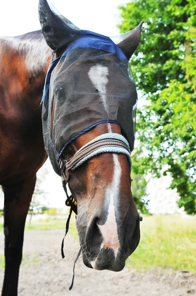 Cute horse portrait — Stock Photo, Image