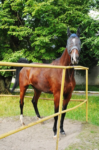 Horse portrait — Stock Photo, Image