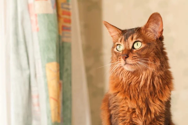 Somali gato sentado retrato — Fotografia de Stock