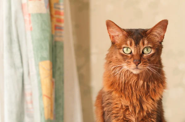 Katzenporträt zu Hause — Stockfoto