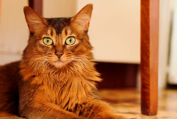 Somali gato mentiroso retrato — Fotografia de Stock