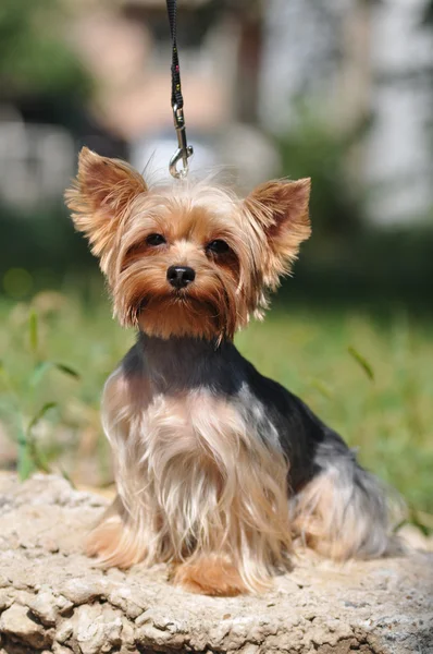 Liten hund porträtt — Stockfoto