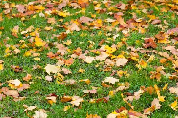 Paisaje con hojas caídas — Foto de Stock