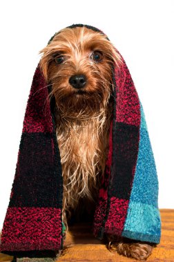 portre sevimli yorkshire korkunç