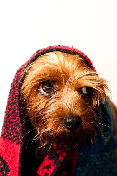 Lindo retrato de yorkshire terrier — Foto de Stock