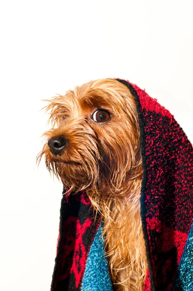 Cute yorkshire terrier portrait — Stock Photo, Image