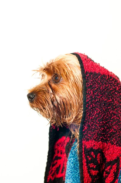 Lindo retrato de yorkshire terrier — Foto de Stock