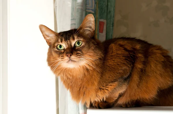Довольно сомалийская кошка — стоковое фото