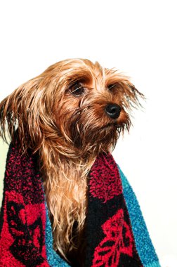 portre sevimli yorkshire korkunç