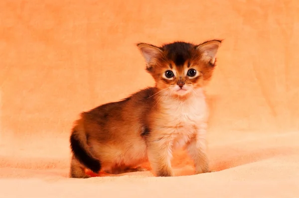Cute somali kitten portrait — Stock Photo, Image