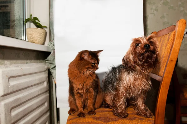 Do domu portret kota i psa — Zdjęcie stockowe