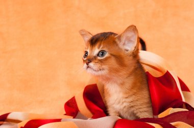 Profil sahibi abyssinian yavru kedi
