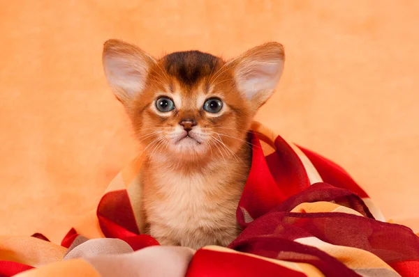 Lindo gatito con orejas grandes — Foto de Stock