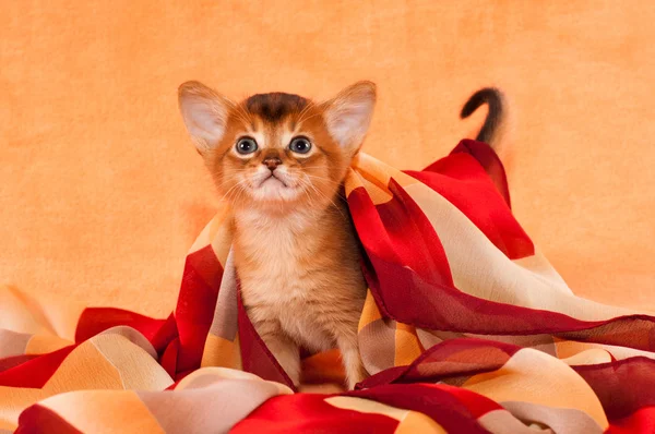 Little abyssinian kitten with headscarf — Stock Photo, Image