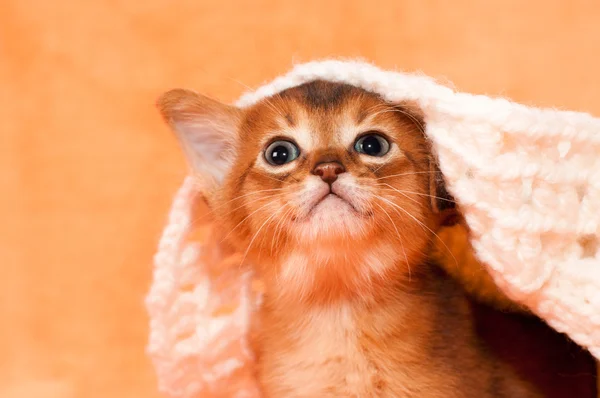 Cute abyssinian kitten portrait — Stock Photo, Image