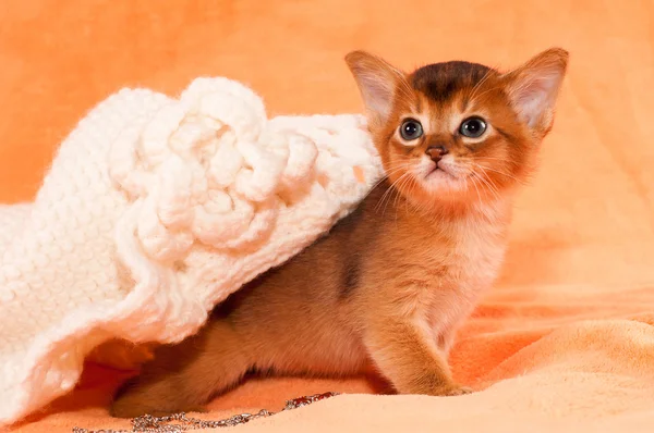 Abyssinian kitten portrait — Stock Photo, Image