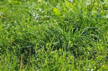 Taze yeşil çimenler