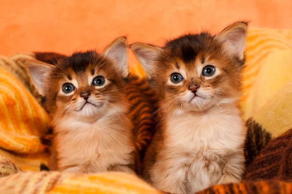 Somalische kittens — Stockfoto