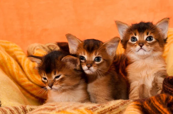 Somali kittens — Stock Photo, Image
