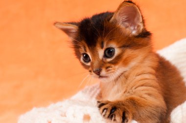 Pençe ile şirin yavru kedi