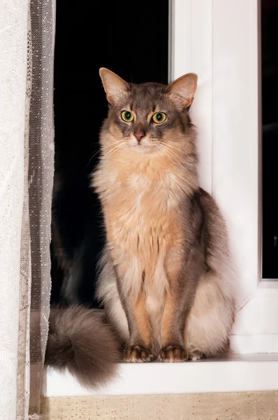 Retrato de gato somali — Fotografia de Stock