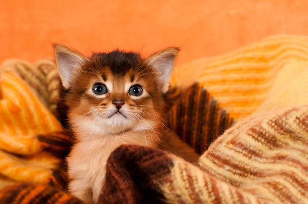 Adorabile gattino nel palid — Foto Stock