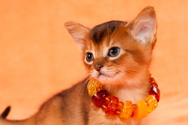 Gatito elegante — Foto de Stock