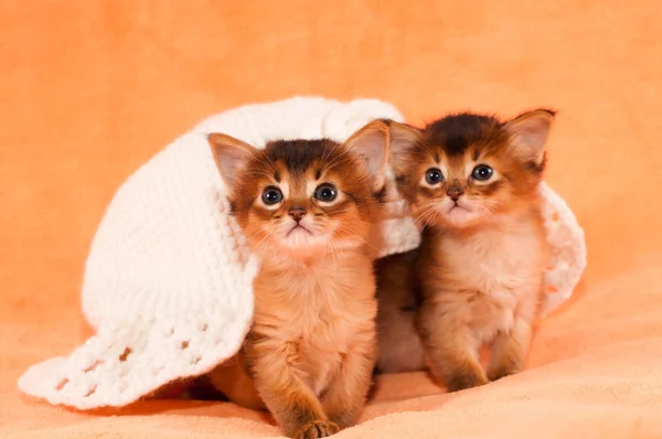 Dos gatitos somalíes bajo sombrero blanco — Foto de Stock