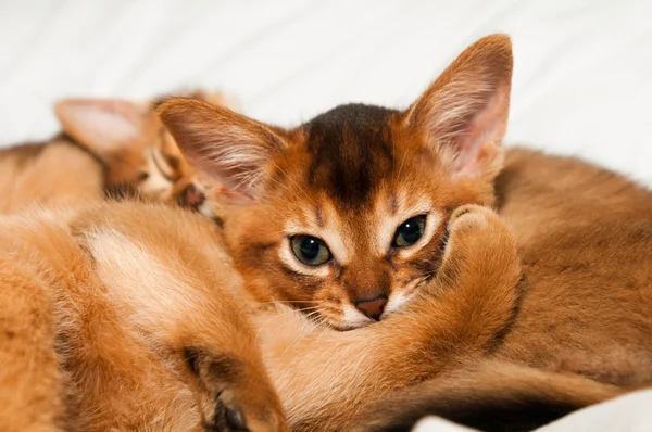 Cute little abyssinian — Stock Photo, Image