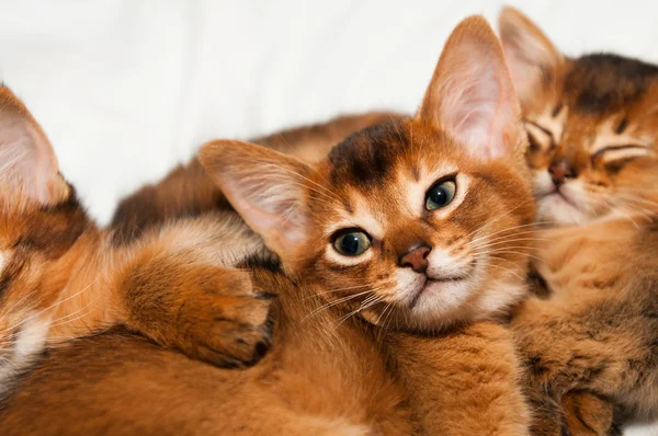 Cute little abyssinian — Stock Photo, Image
