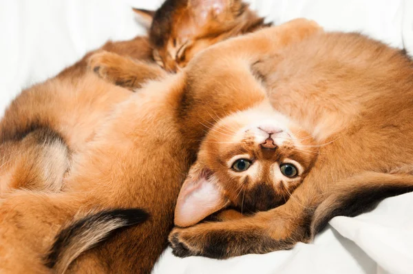 Upside down portrait of kitten — Stock Photo, Image