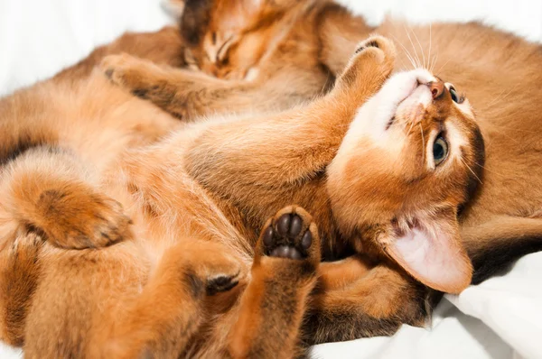 Cute little abyssinian — Stock Photo, Image