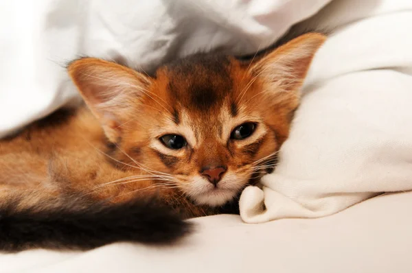 Lindo gatito somalí — Foto de Stock