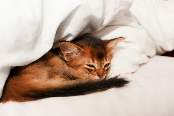 Sleeping kitten — Stock Photo, Image