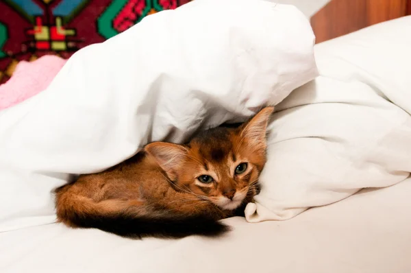 Lindo poco gatito en cama — Foto de Stock