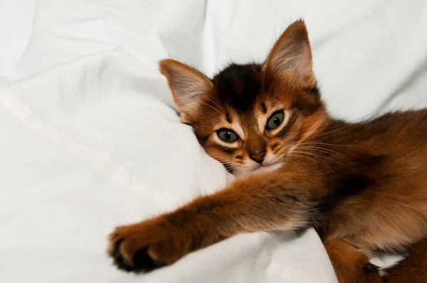 Yavru kedi portre yalan — Stok fotoğraf