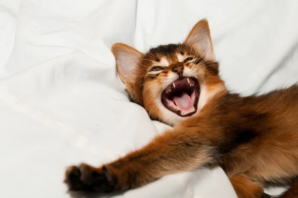 Yawning kitten portrait — Stock Photo, Image