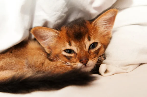 Cute somali kitten — Stock Photo, Image